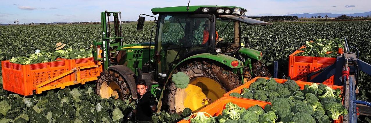 Predictive Harvest Intelligence