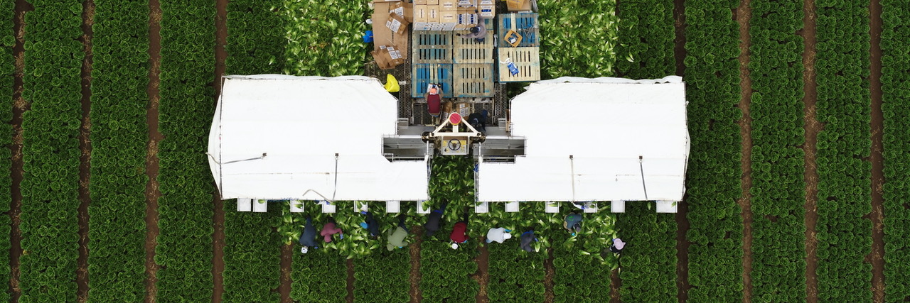 Predictive Harvest Intelligence